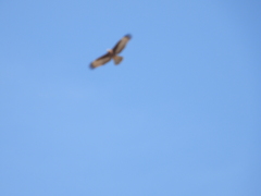 Pernis ptilorhynchus
