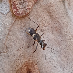 Distipsidera