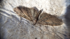 Eupithecia abbreviata