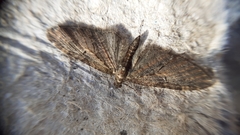 Eupithecia abbreviata