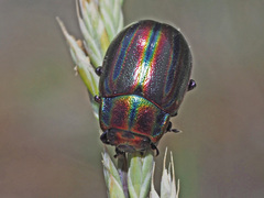 Chrysolina cerealis