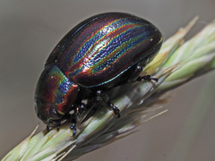 Chrysolina cerealis