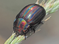 Chrysolina cerealis