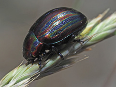 Chrysolina cerealis