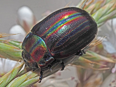 Chrysolina cerealis