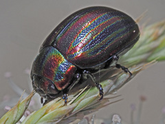 Chrysolina cerealis