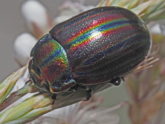 Chrysolina cerealis