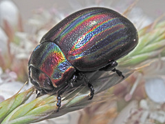 Chrysolina cerealis