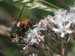 Gypsophila fastigiata