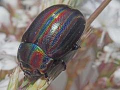 Chrysolina cerealis