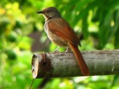 Cichladusa arquata