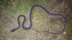 Xenodermus javanicus