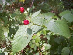 Rubus