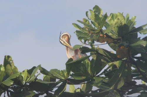 Ardea purpurea