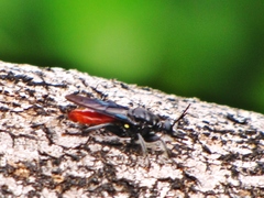 Storthyngomerus
