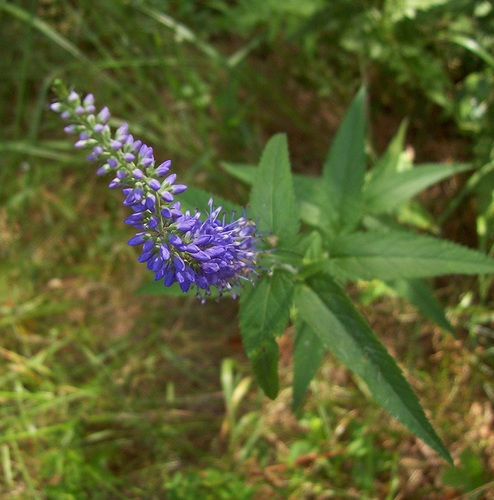 Long-leaved Speedwell