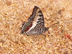 Charaxes castor