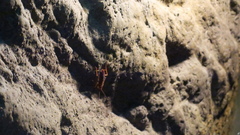 Shelfordella lateralis