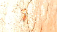 Shelfordella lateralis