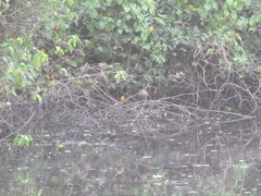 Ploceus castaneofuscus