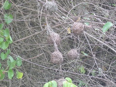 Ploceus castaneofuscus