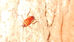 Shelfordella lateralis