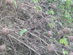 Ploceus castaneofuscus