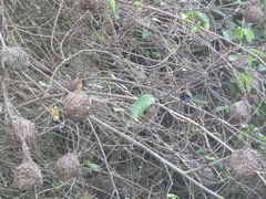 Ploceus castaneofuscus