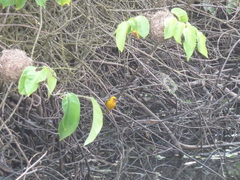 Ploceus castaneofuscus