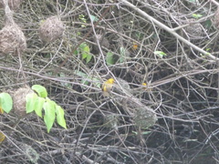 Ploceus castaneofuscus