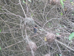 Ploceus castaneofuscus