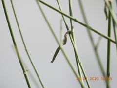 Leptadenia pyrotechnica