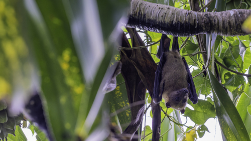 Insular Flying Fox