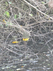 Ploceus castaneofuscus