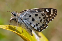 Caprona alida