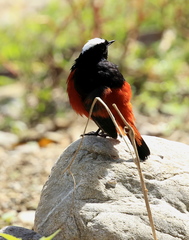 Phoenicurus leucocephalus