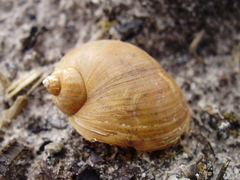 Radix auricularia