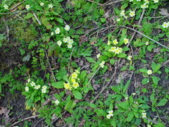 Primula × polyantha