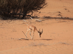 Gazella arabica