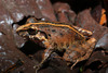 Fitzinger's Robber Frog - Photo (c) Alex Figueroa, some rights reserved (CC BY-NC-SA)