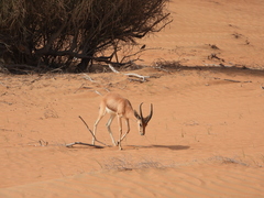 Gazella arabica