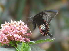Papilio polytes