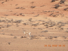 Gazella marica
