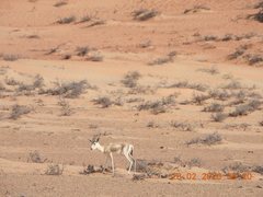 Gazella marica