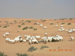 Oryx leucoryx