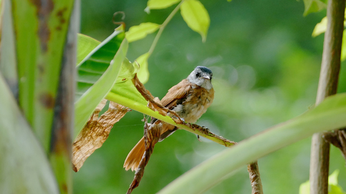 iNaturalist image