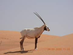 Oryx leucoryx