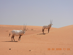 Oryx leucoryx