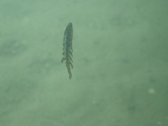 Heterostichus rostratus