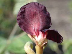 Macroptilium atropurpureum image